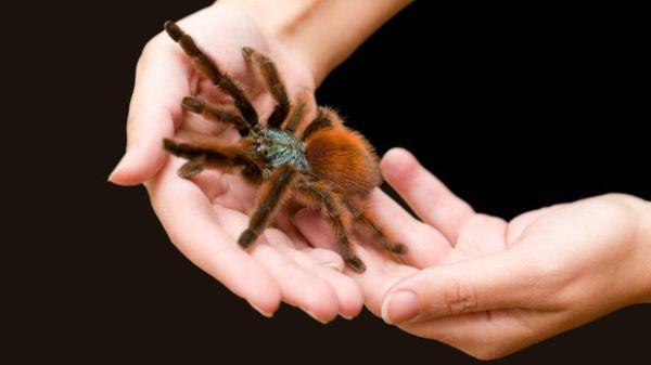 Pauk puzi po ruci Pauk puzi po ruci