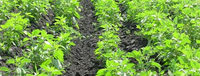 Jerusalimski artičoka - proizvod stogodišnjaka