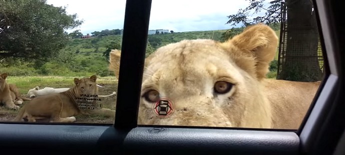 Turisti, pazite na pametne životinje!
