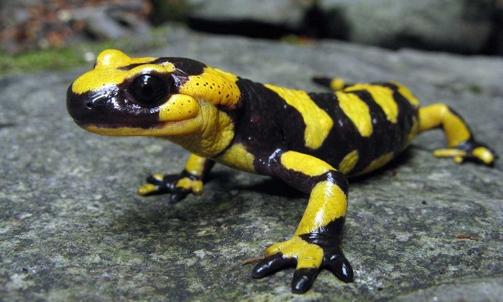 Ljudi su otkrili sposobnost samopopravljanja kao salamander