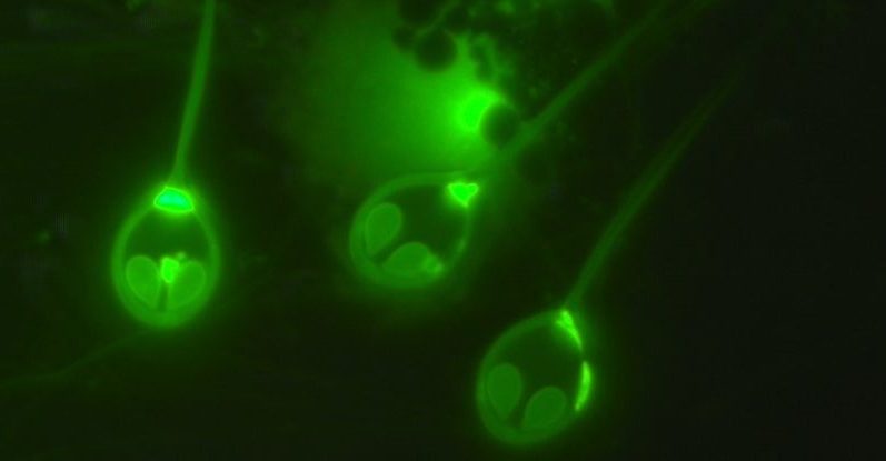 Naučnici su otkrili prvu 'životinju' koja ne udiše kiseonik 