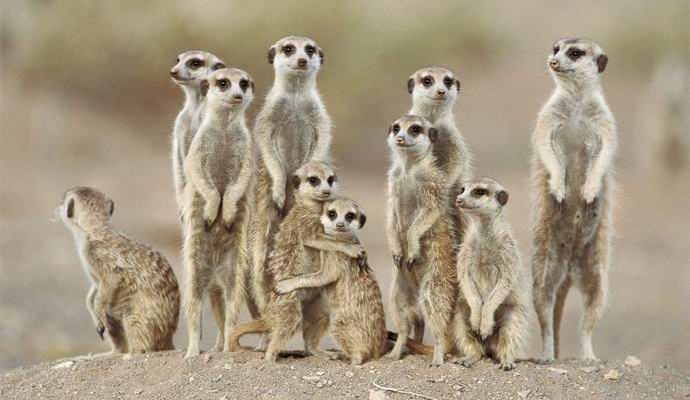 Naučnici su identificirali najbrutalniju životinju