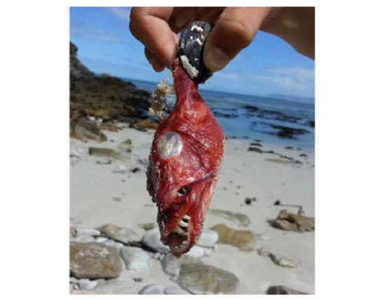 Naučnici zbunjuju čudna stvorenja koja se nalaze na južnoafričkoj plaži