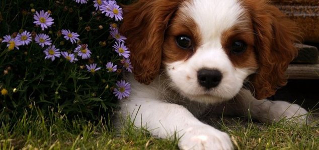 Naučnici su uveli program prevoditelja za lavež pasa