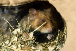 Naučnici su otkrili tajnu Maimovih brežuljaka - stvar je u glodarima