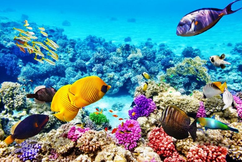 Naučnici nauče naseljavati mrtve koralne grebene