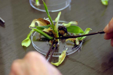 Genetski naučnik o opasnostima GMO-a