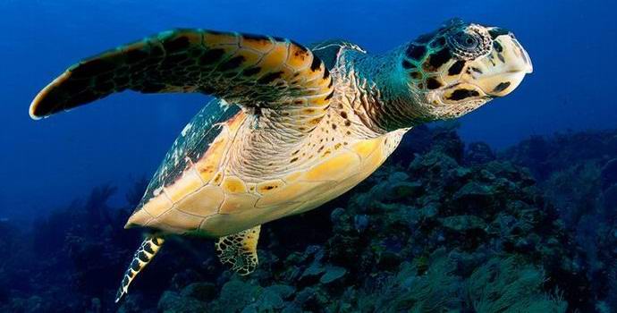 Naučnici su pronašli jedinu blistavu kornjaču na planeti