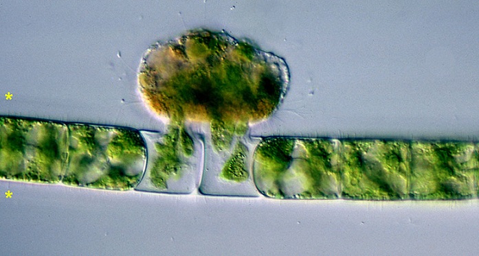 Naučnici su pronašli pretpovijesne vampirske mikrobe