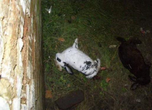 Ukrajinska chupacabra je nevjerovatno pametna i ima izuzetnu snagu