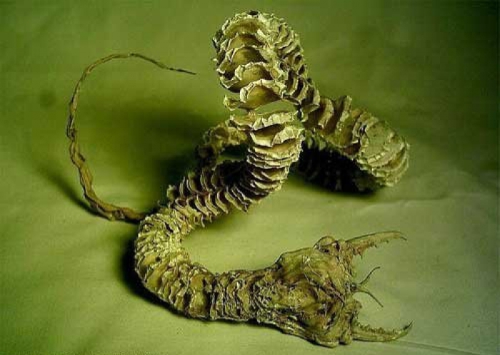 Užas mongolske pustinje - olga-hhorkha