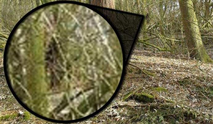 Bigfoot luta u američkoj šumi