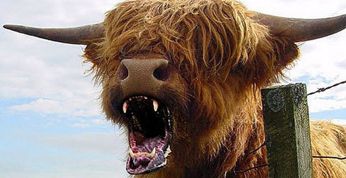 U Americi su pčele i krave gore od svih predatora