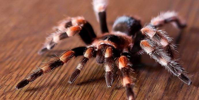 U Americi uhapšen teroristički pauk