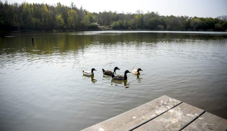 U engleskom ribnjaku životinje su počele nestajati: razlog je pronađen, ali niko ne zna kako ga eliminirati