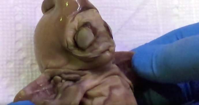 U Arizoni, pronađen je leš nepoznatog nauke stvorenju