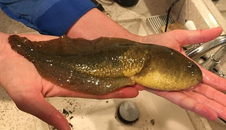 Arizona je uhvatila kolosalni pupoljak