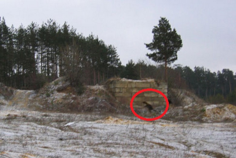 Chupacabra se ponovo pojavljuje u Astrahanu