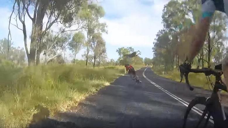 U Australiji je klokan srušio bicikliste