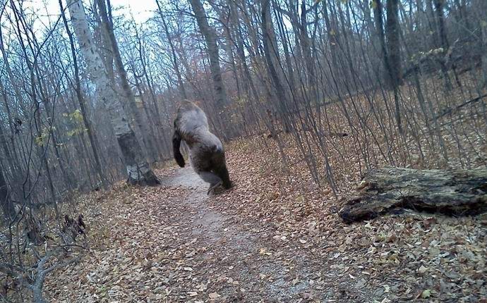Snežni čovek je snimljen u Australiji