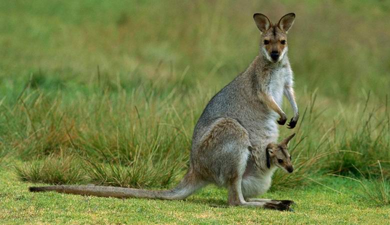 Milioni kengura misteriozno umiru u Australiji.