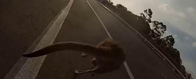 U glavnom gradu Australije kengur napravio nesreću