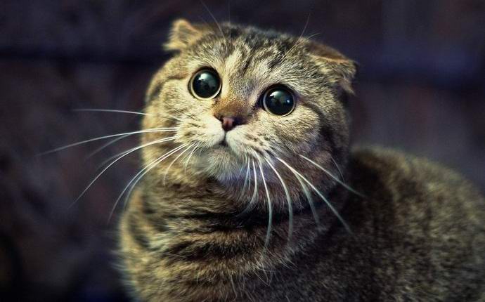 Mačke mistično nestaju u Austriji