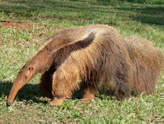 U Brazilu su džinovski predvodnici ubili dva lovca