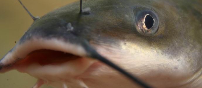 Ušao sam u kuću kineske porodice i tamo priredio pogrom ... soma