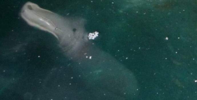 Nevjerovatna morska životinja je upucana u Grčkoj