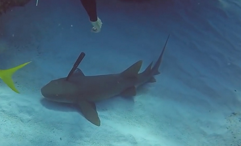 U Indiji je ronilac spasio ranjenu morsku psinu plivajući mu se u pomoć