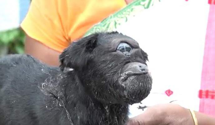 Jednooki rođen u Indiji