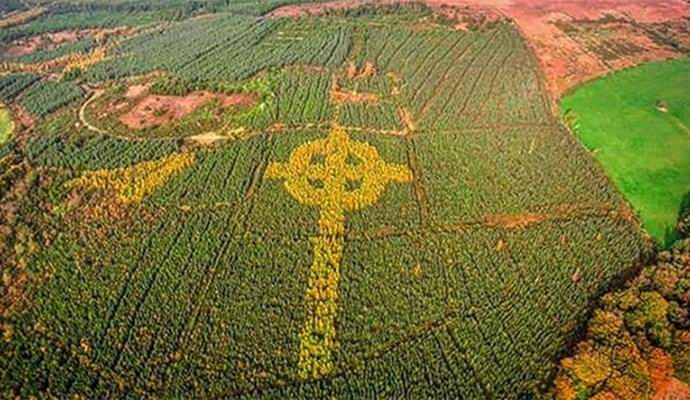 U Irskoj su pronašli ogroman keltski krst ogrnut drvetom