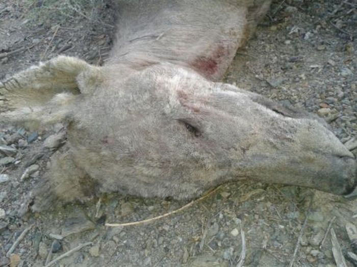 Jeste li uspjeli ubiti Chupacabru u Kirgistanu?