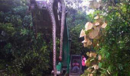 Džinovska zmija pronađena u Kini