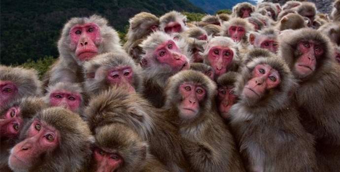 U kineskoj vojsci počeo služiti majmune