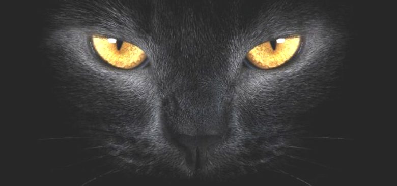 Još jedna velika crna mačka pojavila se u Cornwallu