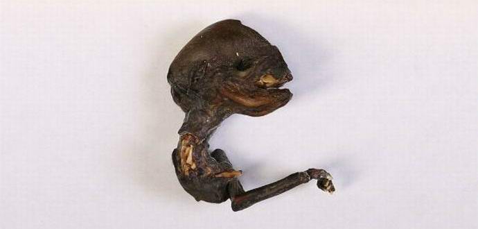 Nevjerovatno stvorenje pronađeno u Krasnojarskom teritoriju