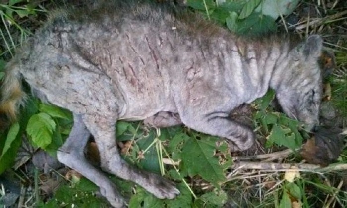 U šumama Latvije su Chupacabras?