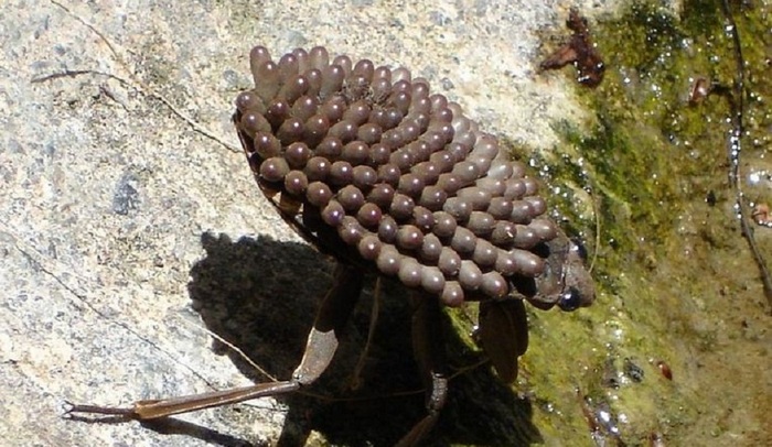 Na svijetu se pojavila nova insekta ubica.