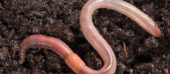 Crvi su pali u Norveškoj