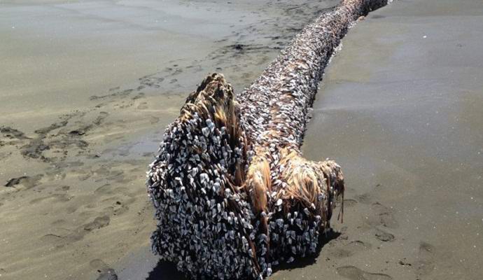 Na Novom Zelandu pronađeno besformalno čudovište