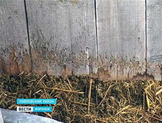 U Pavlovsku je chupacabra ponovo otišla u lov