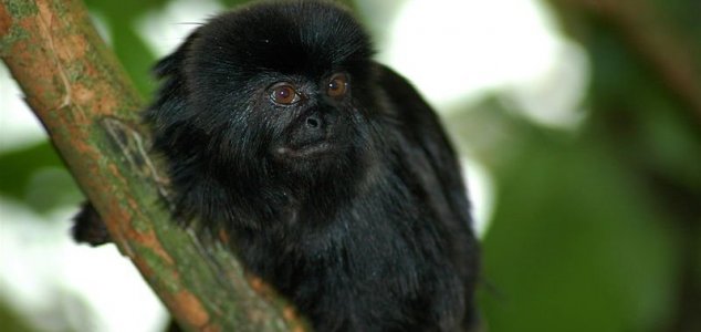 U Peruu je otkrivena nova vrsta majmuna
