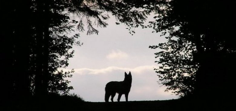 Tajanstveno stvorenje pojavljuje se u lučkom gradu Karačiju u Pakistanu