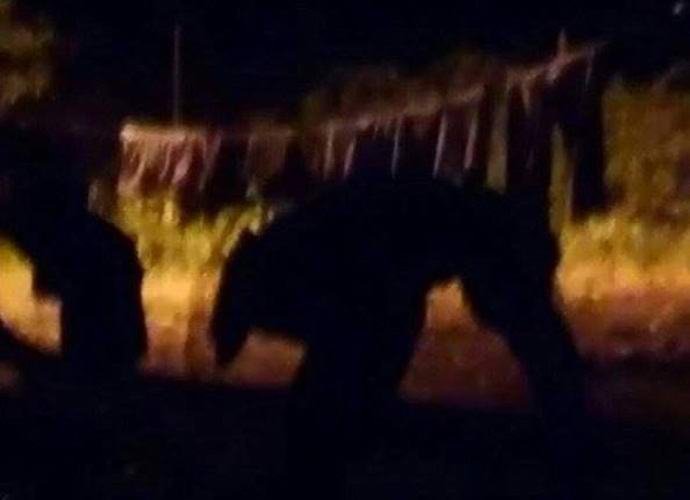 U Portoriku je zarobilo neshvatljivo čudovište