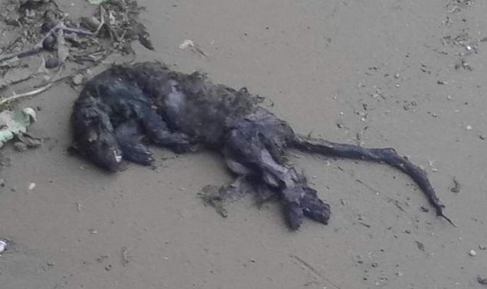 U Rusiji, pronađen leš strašnog stvorenja