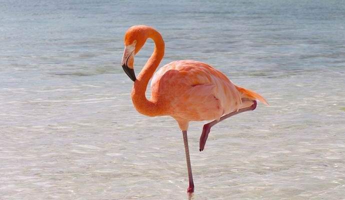 Ružičasti flamingo pronađen u Sibiru