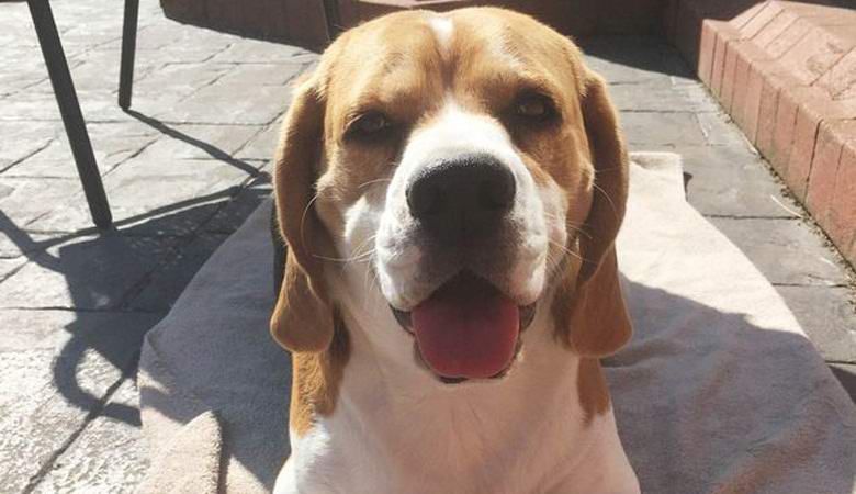 Pronađen u psećem uhu ... lice Donalda Trumpa