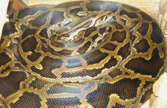 U Sjedinjenim Državama dozvoljen je piton za pizzu